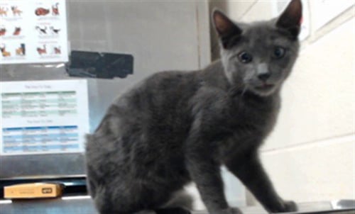 BRADLEY - Domestic Short Hair available for adoption