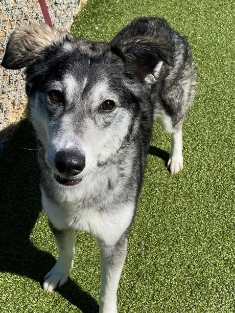 JASMINE - Siberian Husky available for adoption