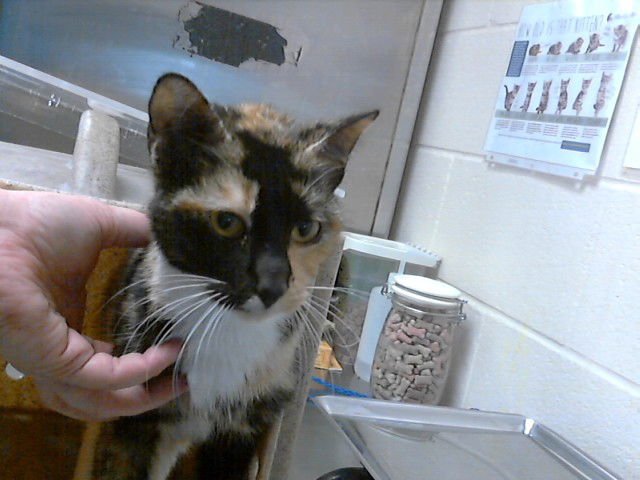 A427163 - Domestic Short Hair available for adoption