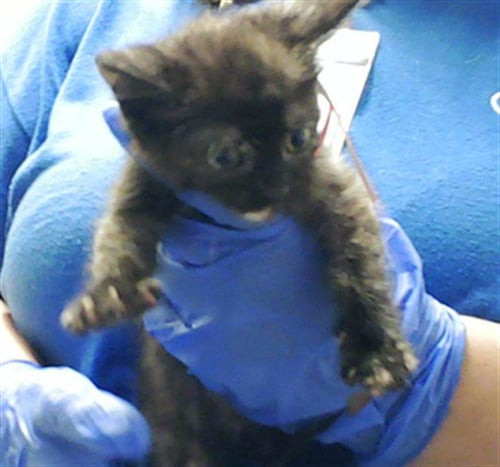 A429541 - Domestic Short Hair for adoption in Fayetteville