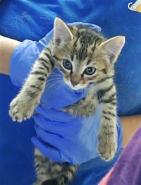 LITTLE MAN - Photo 1