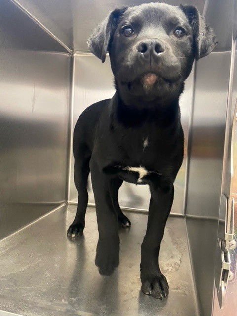 MATOHOW - Labrador Retriever available for adoption