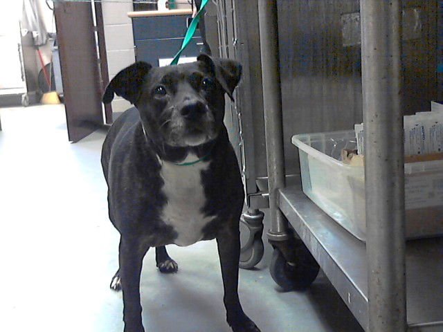 MILES - Pit Bull Terrier available for adoption