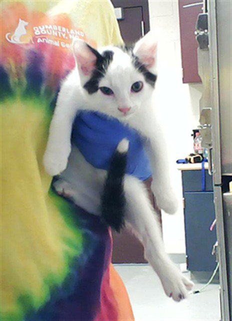 A429976 - Domestic Short Hair available for adoption