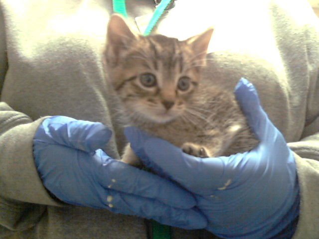 ALLIE - Domestic Short Hair available for adoption