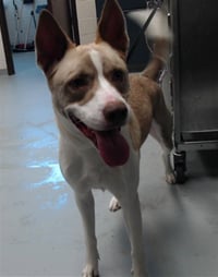 SCOOBY - Photo 1