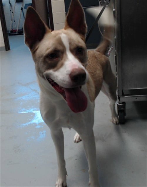 SCOOBY - Husky available for adoption