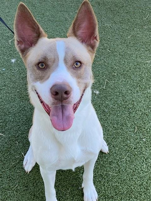 SCOOBY - Husky available for adoption