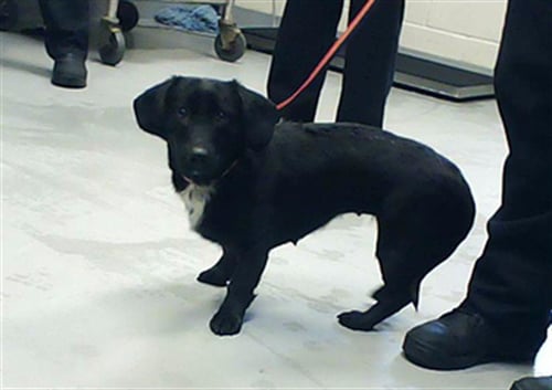 TILLIE - Dachshund available for adoption