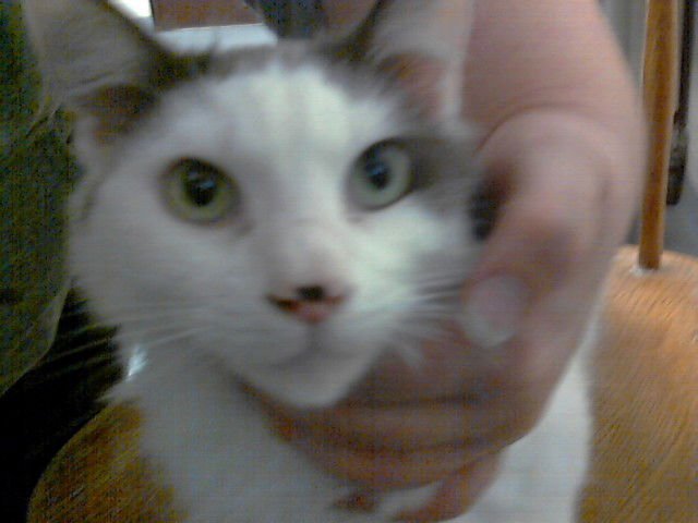 MOONS - Domestic Long Hair available for adoption