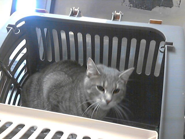 DRACO - Domestic Short Hair available for adoption