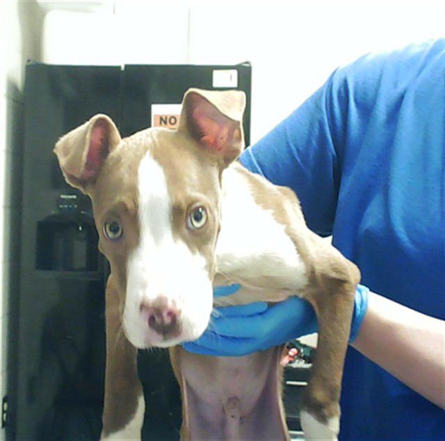 A428564 - Pit Bull Terrier available for adoption