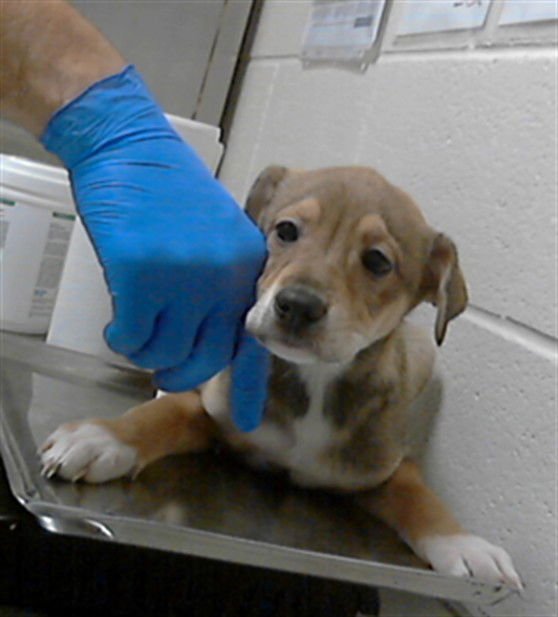 A428101 - Labrador Retriever available for adoption