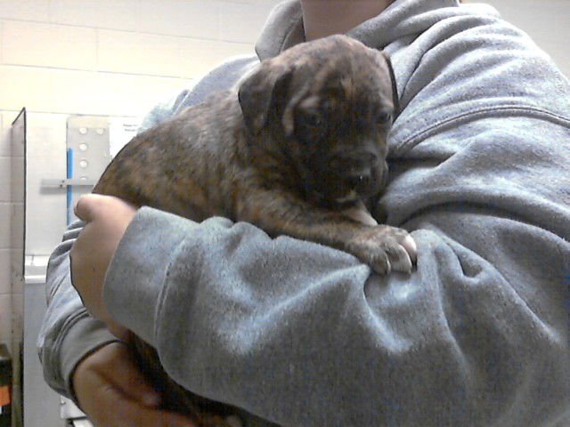 CRUNCHWRAP SUPREME - Labrador Retriever available for adoption