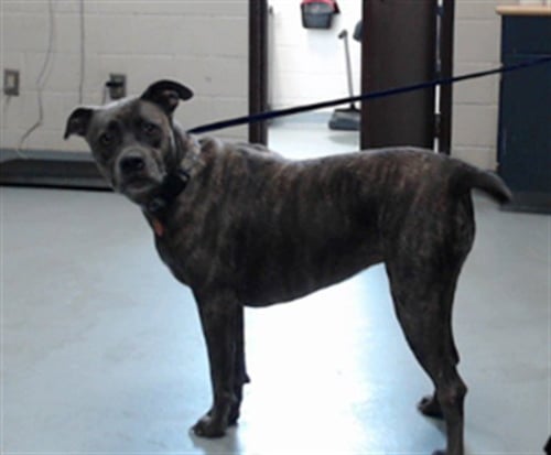 DAVINA - Pit Bull Terrier available for adoption