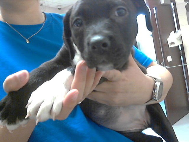 MIDNIGHT - Pit Bull Terrier available for adoption