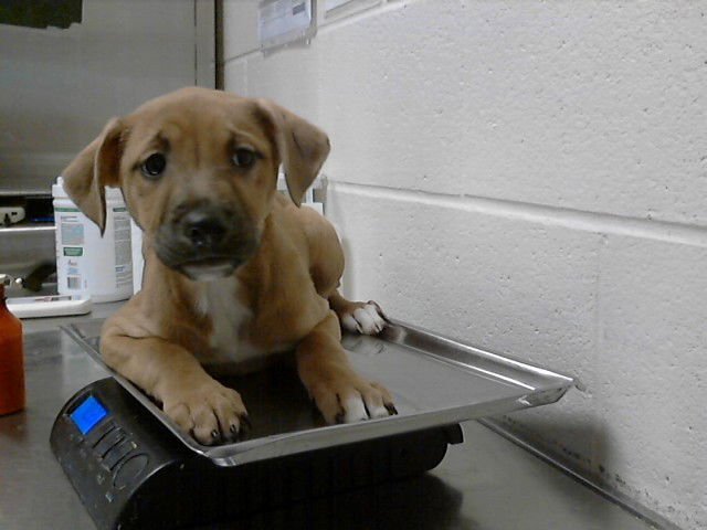 A428098 - Labrador Retriever available for adoption