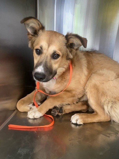 LEMON POUND CAKE - German Shepherd Dog / Pit Bull Terrier available for adoption