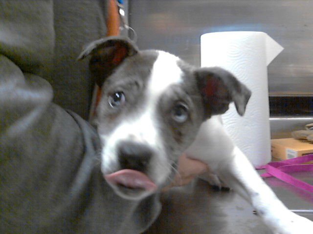 ARNIE - Pit Bull Terrier available for adoption