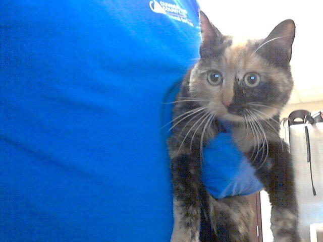 QUEEN ANNE - Domestic Short Hair available for adoption