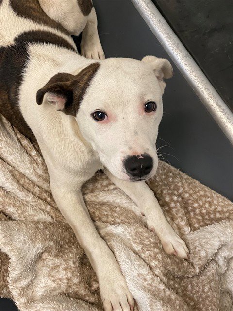SPOT - Pit Bull Terrier available for adoption