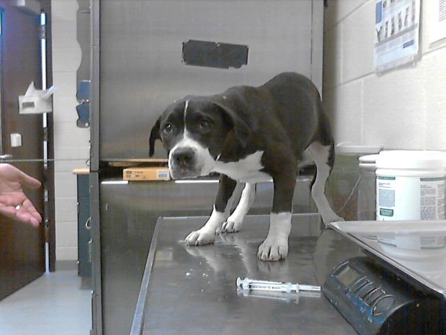 CATALINA - Labrador Retriever available for adoption