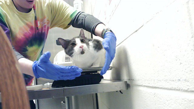 GATY BOY Image