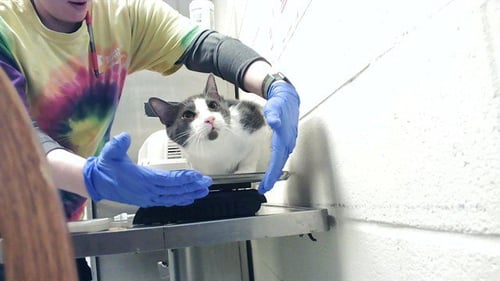 GATY BOY - Domestic Short Hair for adoption in Fayetteville