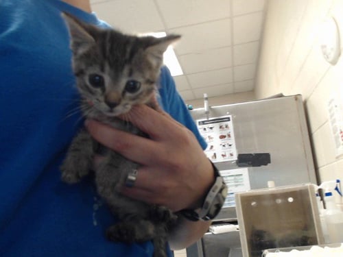 SOUP - Domestic Short Hair for adoption in Fayetteville