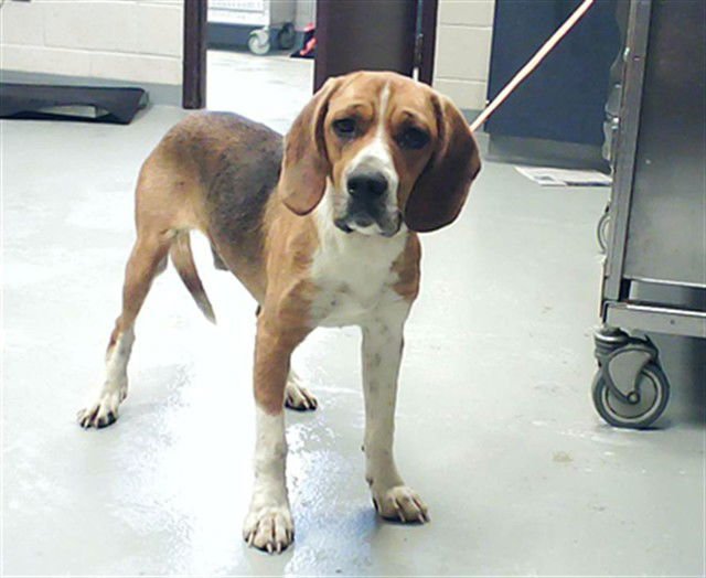 MARS - Beagle available for adoption