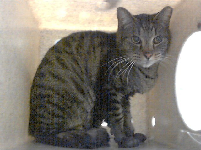 ZUKE - Domestic Short Hair available for adoption