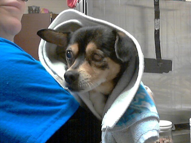 BUNBUN - Chihuahua available for adoption