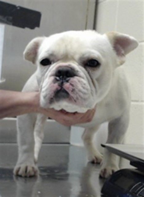 A434902 - French Bulldog available for adoption