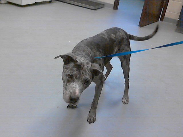 POLLY - Catahoula Leopard Dog available for adoption