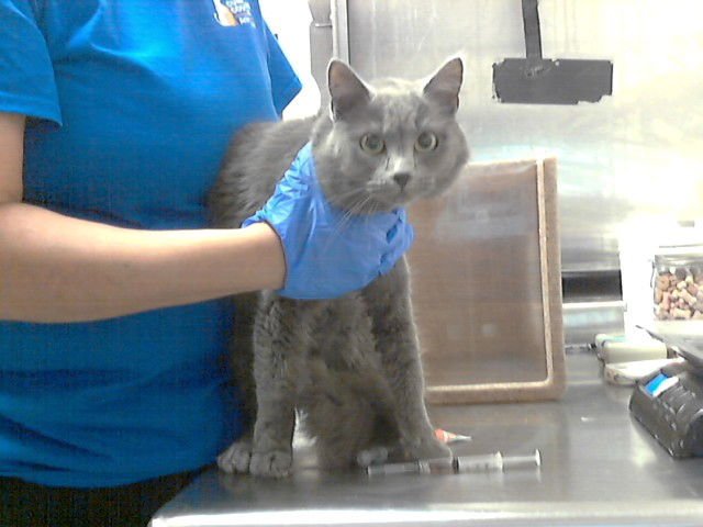 CHIVA - Domestic Short Hair available for adoption