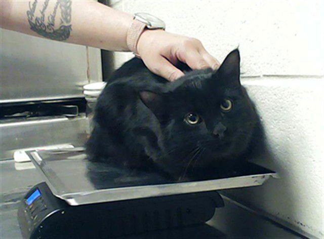 FELIX - Domestic Long Hair available for adoption