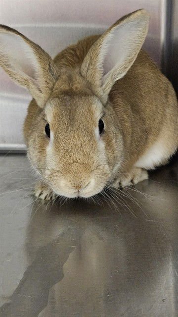 A427813 - New Zealand available for adoption