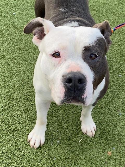 FIONA - Pit Bull Terrier available for adoption