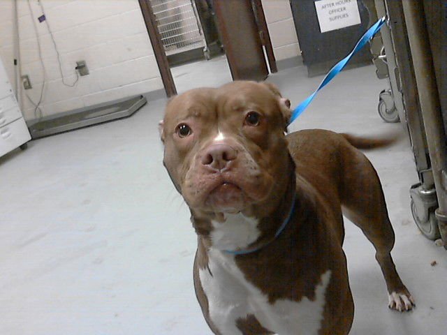 CARMELLA - Pit Bull Terrier available for adoption