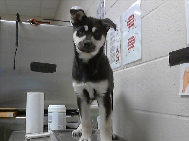 AMARETTO - Siberian Husky available for adoption