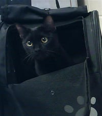 ACE - Photo 1