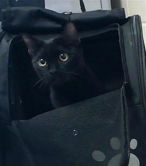 ACE - Domestic Short Hair available for adoption