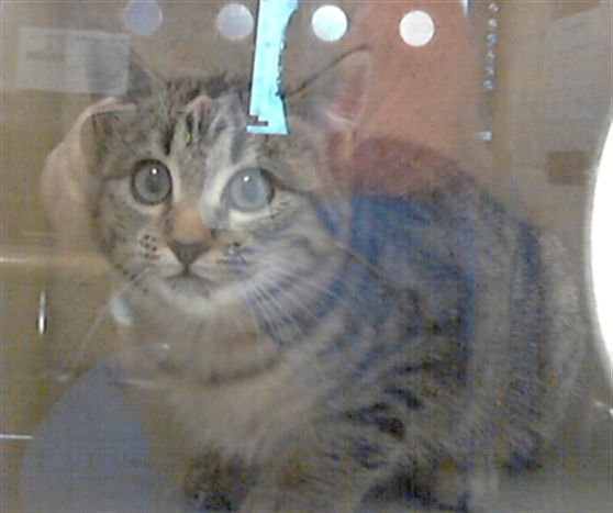 A427285 - Domestic Short Hair available for adoption