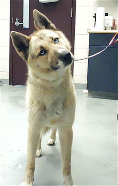 DALE - German Shepherd Dog / Siberian Husky available for adoption