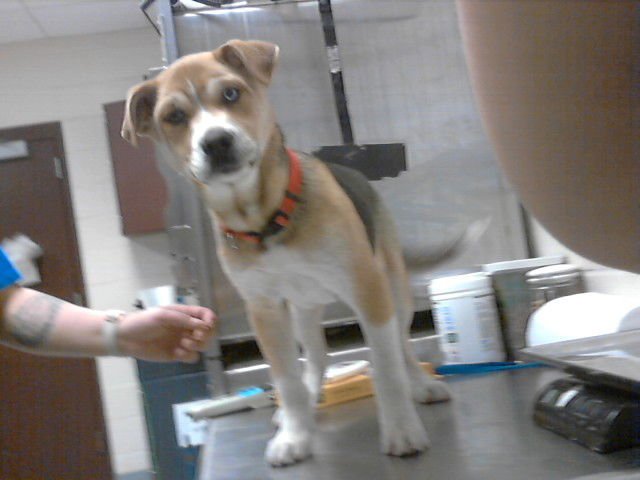 LASHAWN - Siberian Husky available for adoption