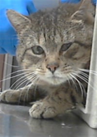 MR. NOODLES - Photo 1