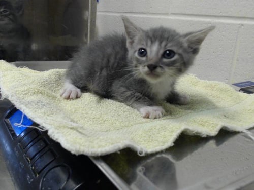 A434046 - Domestic Short Hair for adoption in Fayetteville