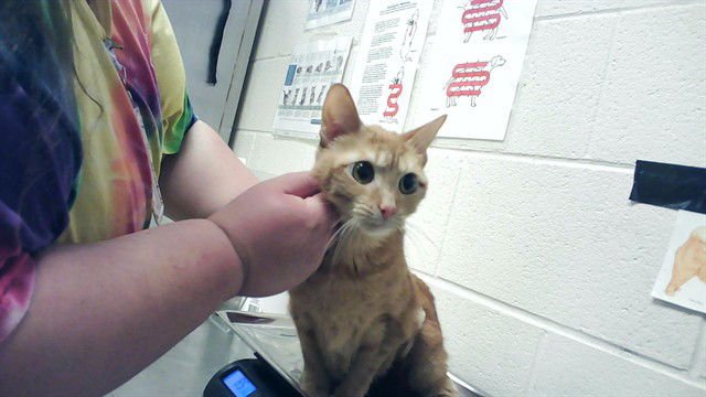 KALLIE - Domestic Short Hair available for adoption