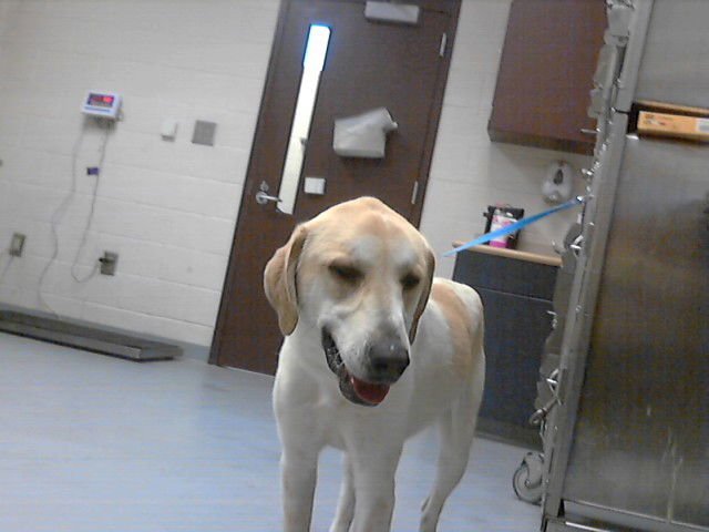 MANGO - Great Pyrenees available for adoption