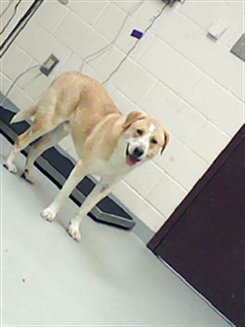 CHUCK NORRIS - German Shepherd Dog available for adoption